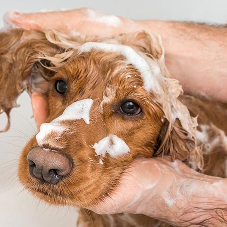 Hund Shampoo