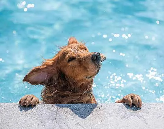 Hund im Wasser