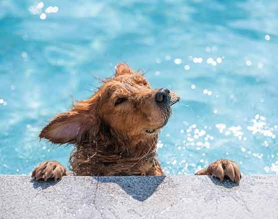 Hund im Wasser