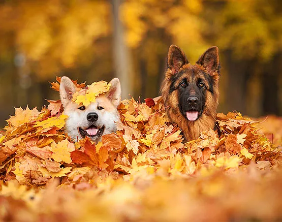 Hund im Laub