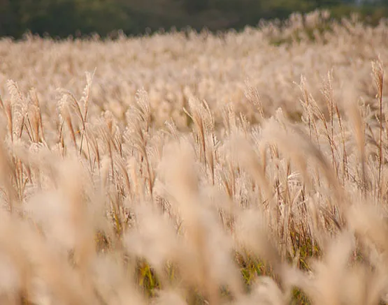 Grannen – Gefahr im Frühsommer