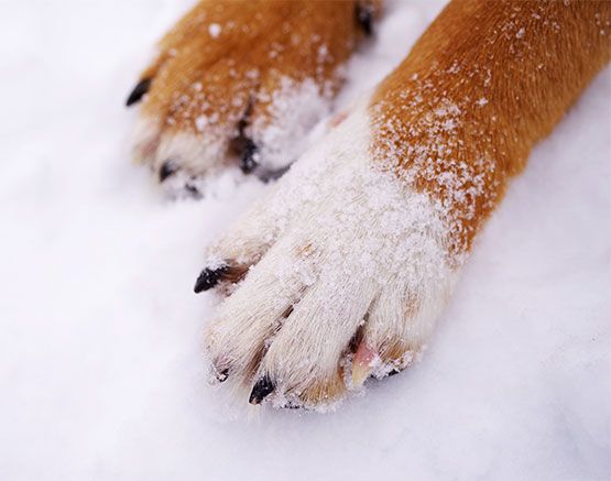 Hundepfote im Schnee